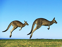 Melbourne – Kangaroo Islands 